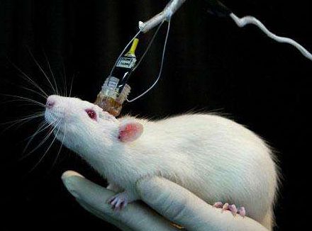 【动物造模】-大鼠腰椎椎管狭窄模型