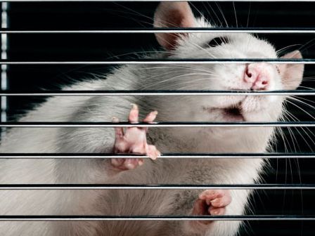 动物实验：创伤后应激障碍或与基因有关