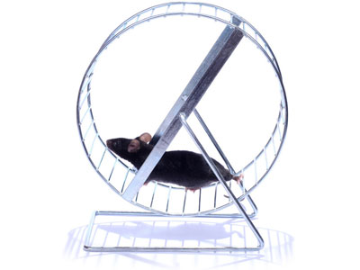 【动物实验】-小鼠研究睡眠如何强化突触并有益记忆