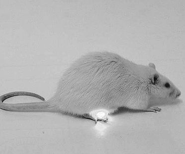 【动物实验】-绿灯植入物缓解小鼠尿失禁