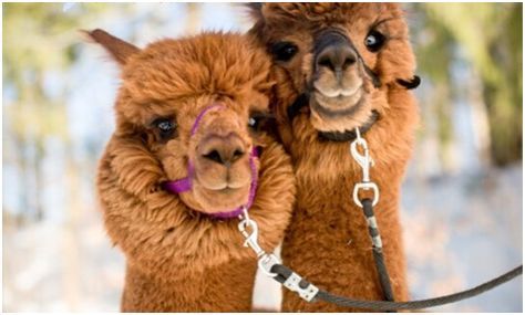 来自羊驼的纳米抗体帮助CAR-T细胞治疗实体肿瘤