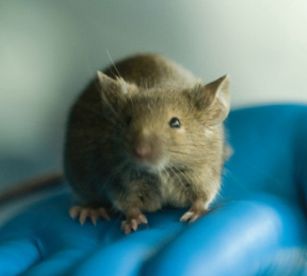 怎么制作转基因小鼠F0?