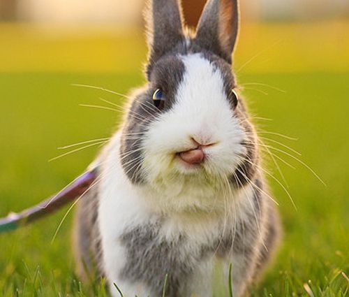 该怎么制备移植性肿瘤动物模型?