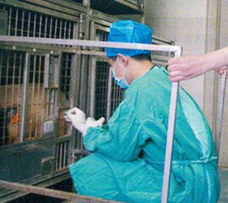 该如何麻醉小型猪？