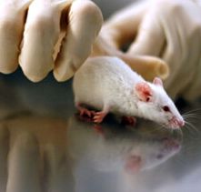 催产素可改善自闭症小鼠的社交行为