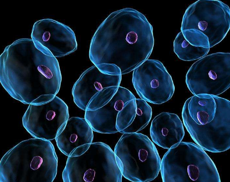 细胞疗法促进小鼠模型中的轴突髓鞘再生