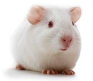 什么是NK细胞免疫功能缺陷动物？-【动物造模】