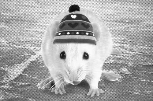 温度是否对小鼠动物实验结果有影响？-【动物造模】