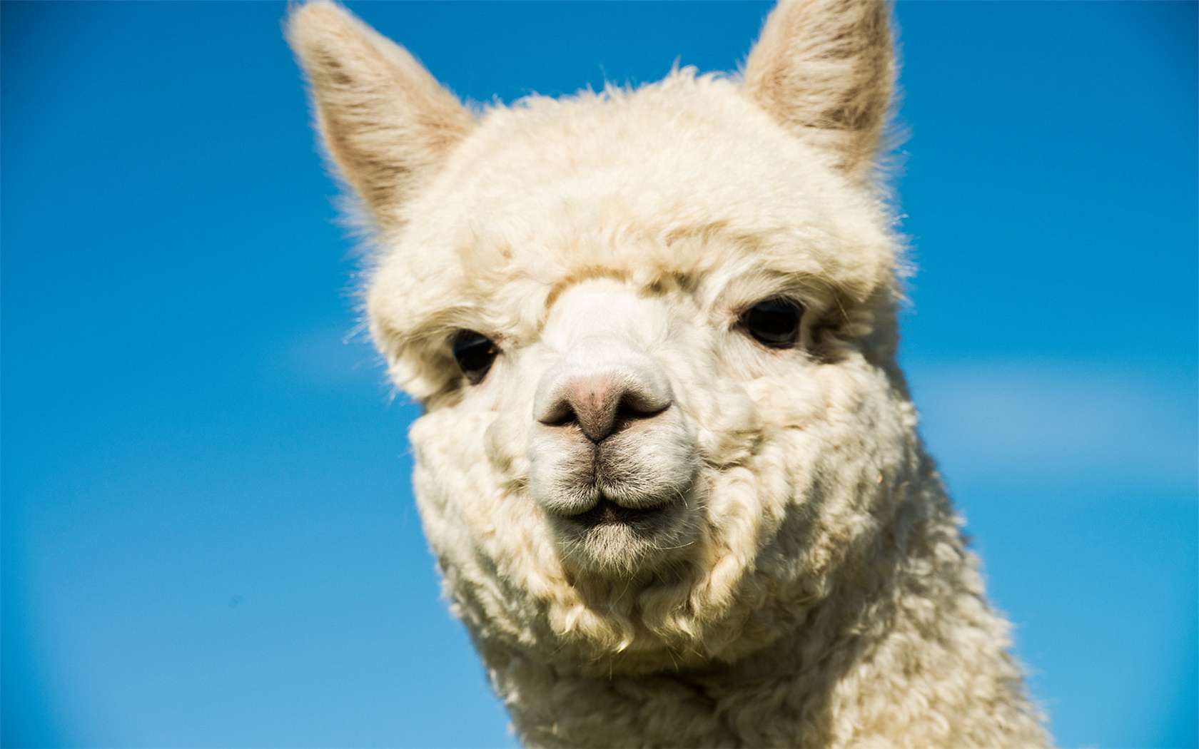 【动物造模】-什么是自发性疾病动物模型？