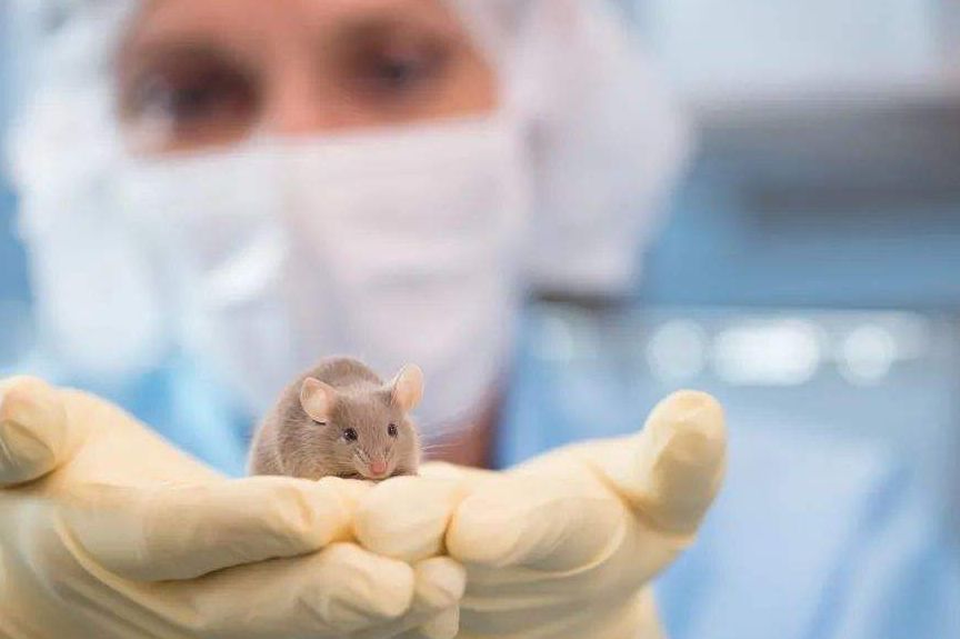 【动物造模】-卡博替尼阻断小鼠体内产单核细胞李斯特菌感染的实验研究