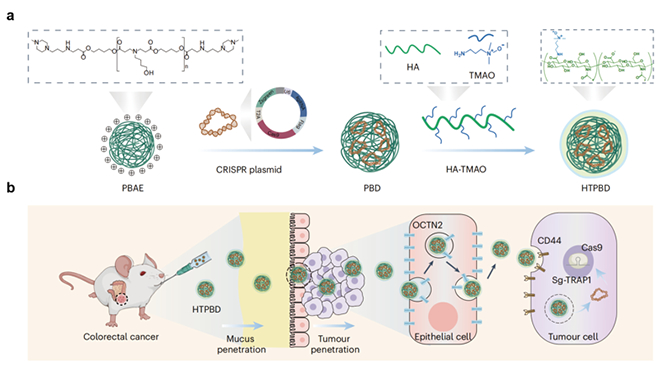 我国学者在口服基因编辑材料领域取得进展