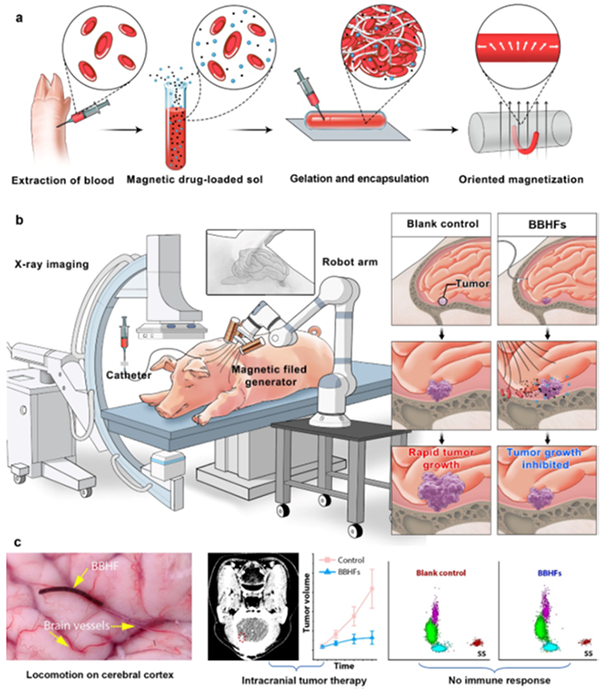 我国学者在面向靶向治疗的微型软体机器人方面取得进展