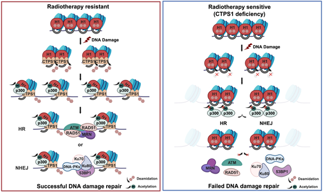 我国学者揭示DNA损伤应答的早期染色质松散机制