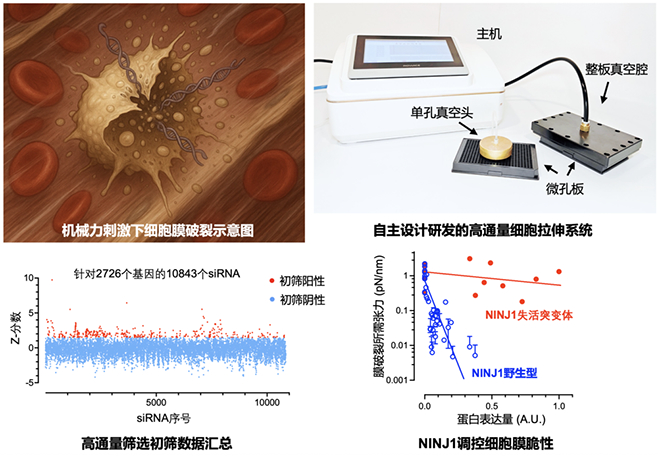 我国学者与海外合作者在机械力诱导的细胞膜破裂领域取得进展