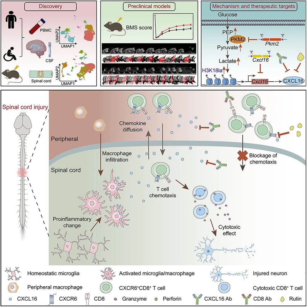 94 篇！IF 破 1600！海军军医大学 2025 年硬核成果席卷顶刊