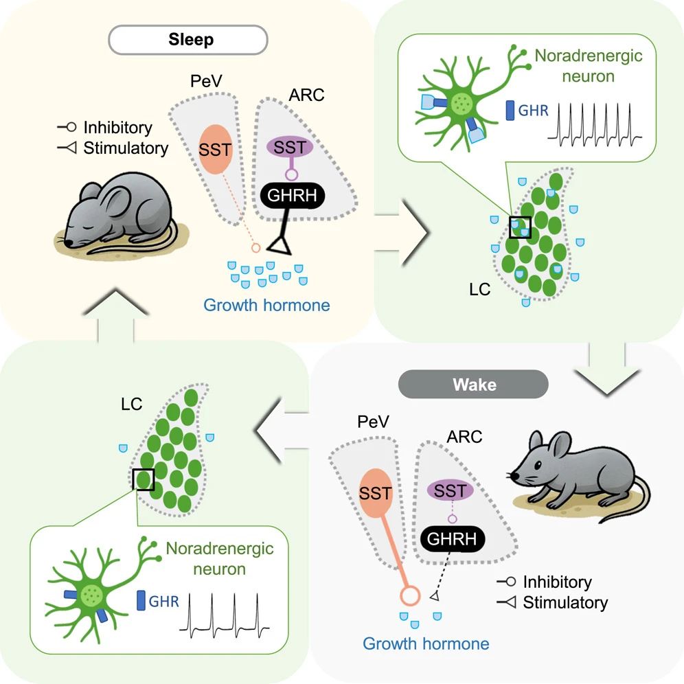 颜宁亲邀PI：丹扬教授睡眠研究再获 Cell 突破