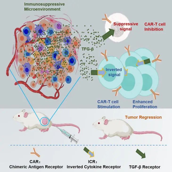 总 IF 超 130！北大邓宏魁团队连发 10 篇高水平研究，肠癌、肝衰竭、CAR-T……