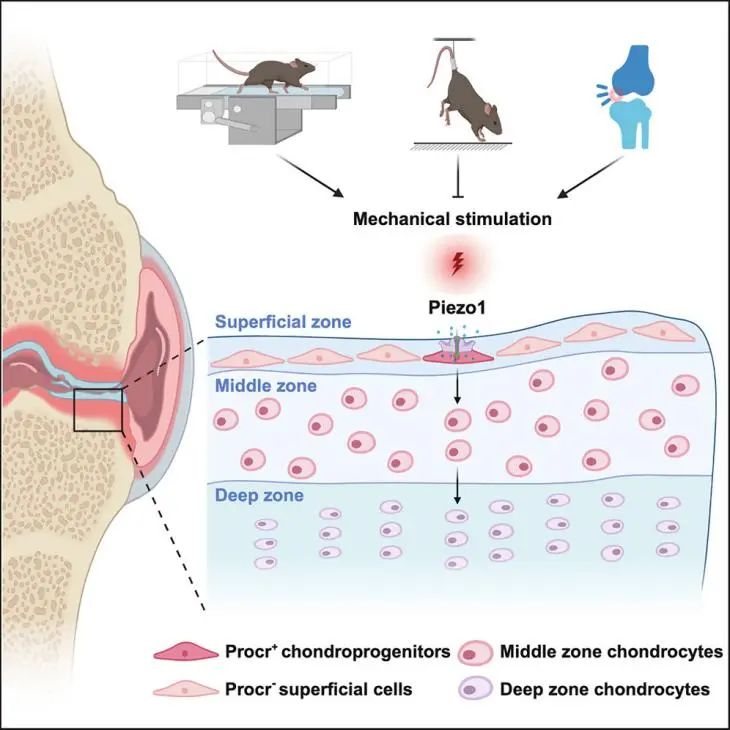 同济团队 Cell 重磅突破！关节里藏着 “修复神器” Procr⁺细胞