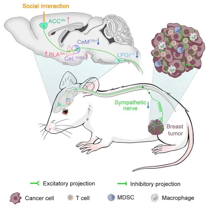 Cell 头条聚焦中国团队！陆军军医大学揭开抑制乳腺癌新机制