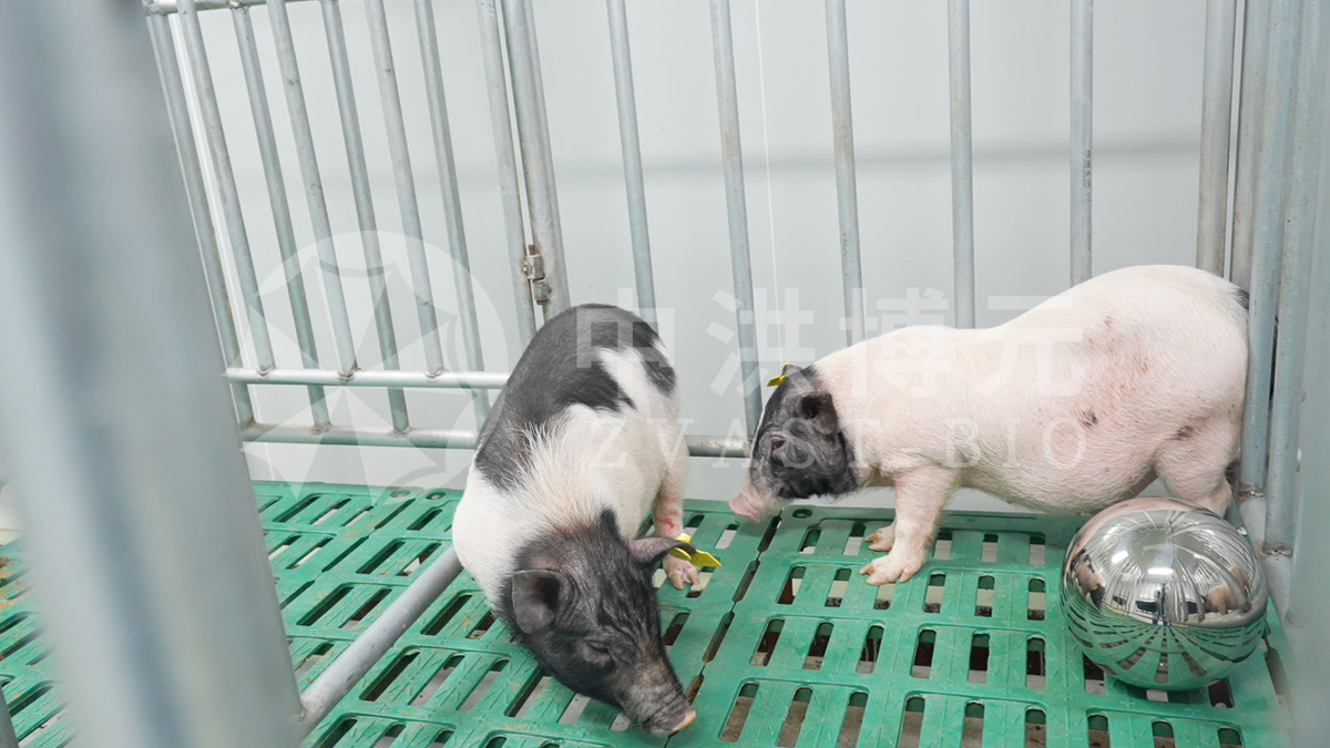 做实验，来中洪！精研笃行！中洪博元猪实验定格科研硬实力