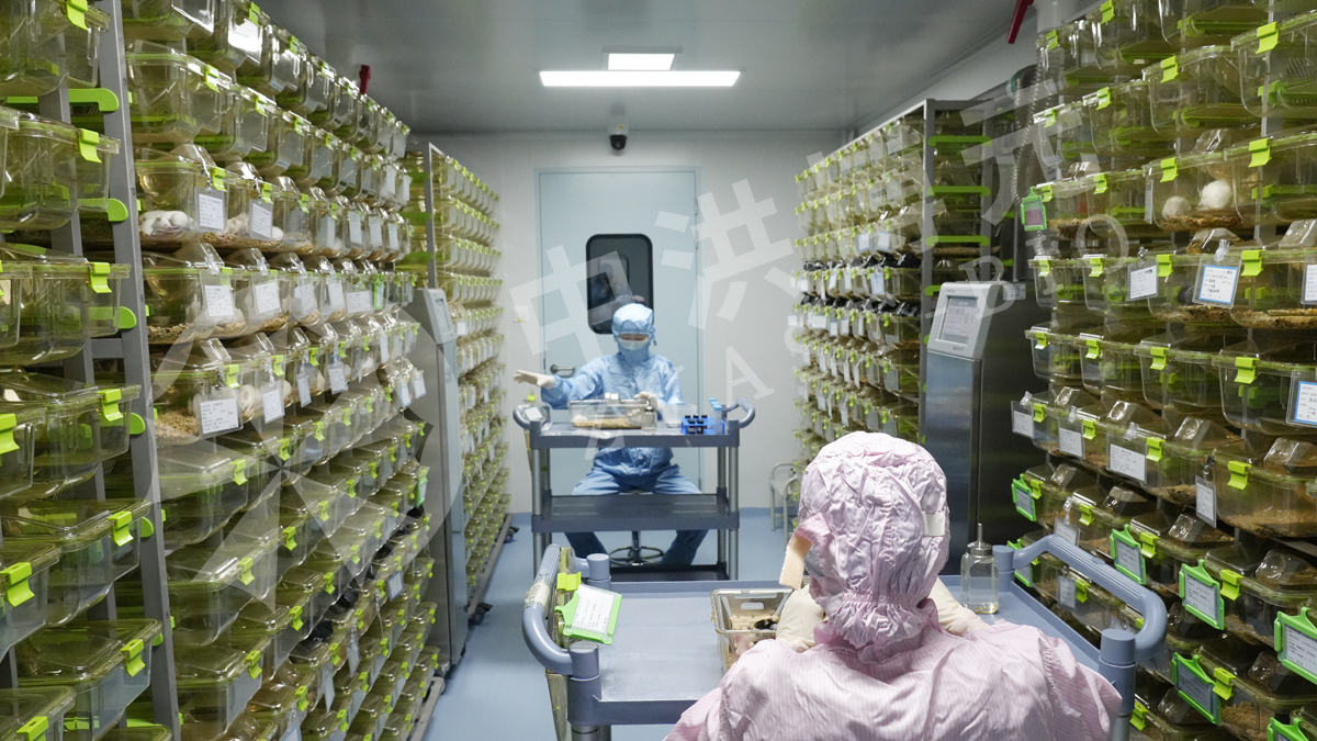 做实验，来中洪！日复一日的坚守，科研路上的基石——中洪博元