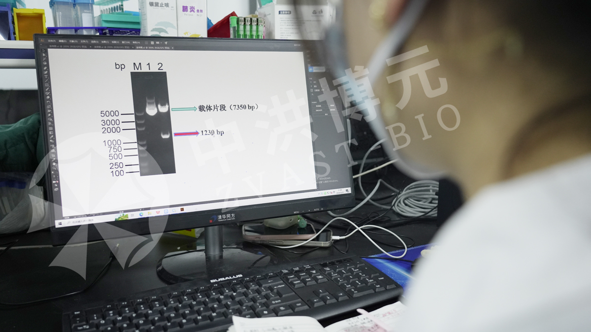 做实验,来中洪!从动物造模到标本检测,每一组实验数据都依托标准化实验落地。严谨把控实验细节,稳定的实验数据是课题推进最踏实的底气,靠谱的实验平台让您省心高效。